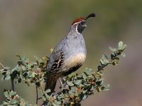 Callipepla gambelli photographed in Arizona in October of 2004 using a Canon 10D digital camera and Canon 100-400mm image stabilized lens set to 400mm  (1/500th second, f5.6, ISO 100)