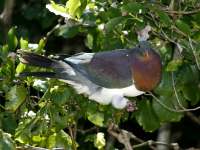 Hemiphaga novaeseelandiae photographed on Tiritiri Matangi island in New Zealand during February of 2003 using a Canon 1Ds digital camera and Canon 100-400mm image stabilization lens