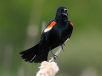 Agelaius phoeniceus (photographed May 2002 at Lake Defiance, Illinois, with a Canon D60)