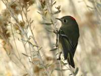 Regulus calendula photographed at the Morongo Valley Preserve in California in November of 2003 using a Canon 1Ds digital camera and Canon 100-400mm image stabilized lens set to 400mm  (1/250th second, f8, ISO 100)