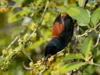 Philesturnus carunculatus photographed on Tiritiri Matangi in February of 2003 using a Canon 1Ds digital camera and Canon 100-400mm image stabilization lens