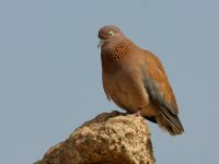 photographed at Aswan in December of 2003 using a Canon D60 digital camera and Canon 100-400mm image stabilized lens set to 400mm  (1/350th second, f9.5, ISO 200)