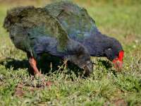 Porphyrio mantelli photographed on Tiritiri Matangi island using a Canon D60 digital camera and Canon 100-400mm lens