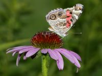 Vanessa virginiensis photographed at Volo Bog, Illinois, in July of 2003 using a Canon 1Ds digital camera and Canon 100-400mm image stabilized lense