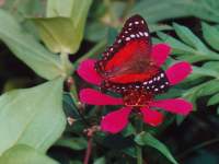 Anartia amathea