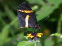 Microtia elva photographed in August of 2004 using a Canon D60 digital camera and Canon 100mm f2.8 USM macro lens  (1/180th, f19, ISO 100)