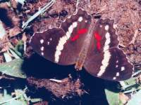 Anartia fatima