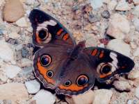 Junonia coenia (formerly Precis coenia) photographed at Dead River, Illinois