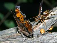 Polygonia comma and Polistes exclamans photographed at Moraine Hills State Park in August of 2003 using a Canon D60 digital camera and Canon 100mm f2.8 USM lens