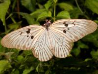 photographed in Tangkoko national park in May of 2007 using a Canon 5D camera and Canon 100mm f2.8 USM macro lens  (1/180th second, f19, ISO 200)