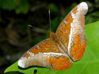 photographed in Cuc Phuong national park in December of 2004 using a Canon D60 camera and Canon 100mm f2.8 USM macro lens  (1/180th second, f22, ISO 100)