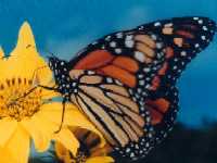 Danaus plexippus