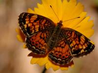 Phyciodes tharos