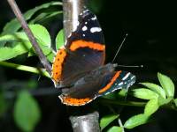 Vanessa atalanta photographed at Moraine Hills State Park, Illinois in August of 2003 using a Canon D60 digital camera and Canon 100mm f2.8 USM macro lens