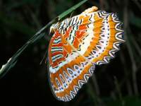 Cethosia biblis photographed in Cat Tien National Park in December of 2004 using a Canon D60 digital camera and Canon 100mm f2.8 USM macro lens   (1/180th second, f27, ISO 100)