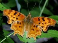 Polygonia satyrus photographed at Big Morongo Valley, California, using a Canon D60 camera and Canon 100mm f2.8 USM macro lens  (1/180th second, f27, ISO 100)