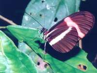 Heliconius erato