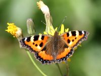 Aglais urticae photographed in Rostov Veliky in August of 2005 using a Canon 20D camera and Canon 100-400mm image stabilized lens set to 400mm  (1/250th second, f8, ISO 200)