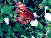 Danaus eresimus