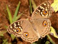 Junonia lemonias photographed in November of 2007 using a Canon 5D camera and Canon 100mm f2.8 USM macro lens  (1/180th second, f22, ISO 200)