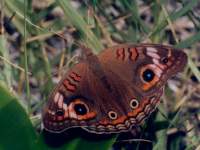 Junonia genoveva (formerly Precis genoveva)