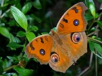 Junonia almana photographed in December of 2004 using a Canon D60 camera and Canon 100mm f2.8 USM macro lens   (1/180th second, f22, ISO 100)