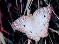 Anartia jatrophae