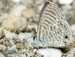 Leptotes marina photographed in June of 2005 using a Canon 1Ds digital camera and Canon 100mm f2.8 USM macro lens  (1/180th second, f22, ISO 100)