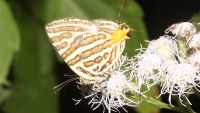 Spindasis sp. photographed in Kirirom national park in January of 2009 using a Canon 50D camera and Canon 100mm f2.8 USM macro lens  (1/180th second, f22, ISO 200)