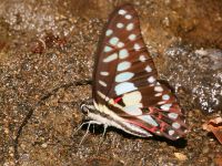 Graphium sarpedon photographed in Bali