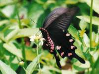 Byasa alcinous photographed in the Imperial Palace gardens, Tokyo