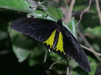 Troides helena photographed in May of 2007 using a Canon 20D camera and Canon 100-400mm image stabilized lens set to 400mm  (1/250th second, f13, ISO 200)