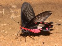 Atrophaneura aristolochiae photographed in January of 2009 using a Canon 50D digital camera and Canon 100mm f2.8 USM macro lens  (1/180th second, f22, ISO 200)