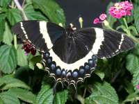 Papilio multicaudata photographed in August of 2004 in the center of Mexico city using a Canon D60 digital camera and Canon 100mm f2.8 USM macro lens  (1/180th second, f16, ISO 100)