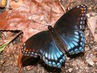 Basilarchia astyanax photographed in September of 2005 in the Great Dismal Swamp, Virginia, using a Canon 20D camera and Canon 100mm f2.8 USM macro lens  (1/180th second, f22, ISO 200)