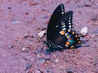 Papilio troilus