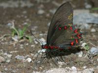 Parides montezuma photographed at Cacahuamilpa, north of Taxco, in August of 2004 using a Canon D60 digital camera and Canon 100mm f2.8 USM macro lens  (1/180th second, f19, ISO 100)