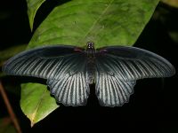 Papilio polytes photographed in November of 2007 using a Canon 5D camera and Canon 100mm f2.8 USM macro lens  (1/200th second, f22, ISO 200)