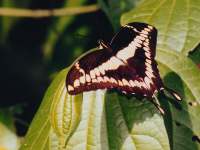 Papilio thoas