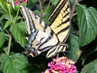 Papilio multicaudata photographed in August of 2004 using a Canon D60 digital camera and Canon 100mm f2.8 USM macro lens  (1/180th second, f19, ISO 100)