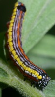 photographed at Chain O' Lakes state park in northern Illinois using a Canon D60 camera and Canon 100mm f2.8 USM macro lens  (1/200th second, f19, ISO 100)