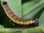 photographed at Chain O' Lakes state park in northern Illinois using a Canon D60 camera and Canon 100mm f2.8 USM macro lens  (1/200th second, f19, ISO 100)