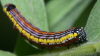 photographed at Chain O' Lakes state park in northern Illinois using a Canon D60 camera and Canon 100mm f2.8 USM macro lens  (1/200th second, f19, ISO 100)