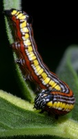 Cucullia convexipennis photographed at Chain O' Lakes state park in northern Illinois using a Canon D60 camera and Canon 100mm f2.8 USM macro lens  (1/200th second, f19, ISO 100)