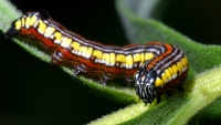 Cucullia convexipennis photographed at Chain O' Lakes state park in northern Illinois using a Canon D60 camera and Canon 100mm f2.8 USM macro lens  (1/200th second, f19, ISO 100)