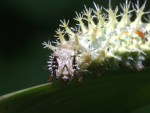 caterpillar photographed at Moraine Hills State Park using a Canon D60 camera and Canon 100mm macro lens