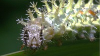 caterpillar photographed at Moraine Hills State Park using a Canon D60 camera and Canon 100mm macro lens