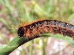 Malacosoma americanum