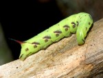 photographed on Vanua Levu in January of 2003 using a Canon D60 camera and Canon 100mm f2.8 USM macro lens  (1/200th second, f22, ISO 100)