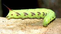 Agrius convolvuli photographed on Vanua Levu in January of 2003 using a Canon D60 camera and Canon 100mm f2.8 USM macro lens  (1/200th second, f22, ISO 100)